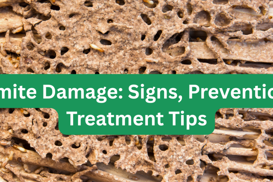 Termite Damage: Signs, Prevention & Treatment Tips