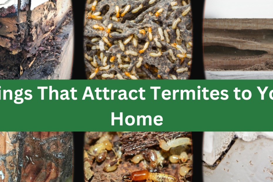 why do termites love your home