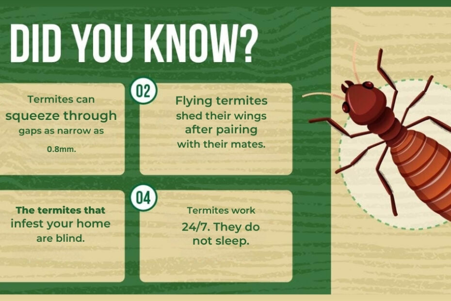 Termite Facts