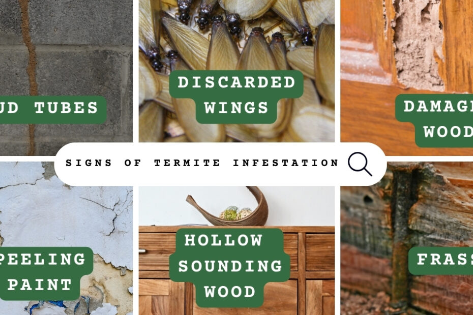 Early signs of termite infestation