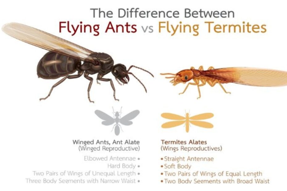 Flying Annts Vs Flying termites