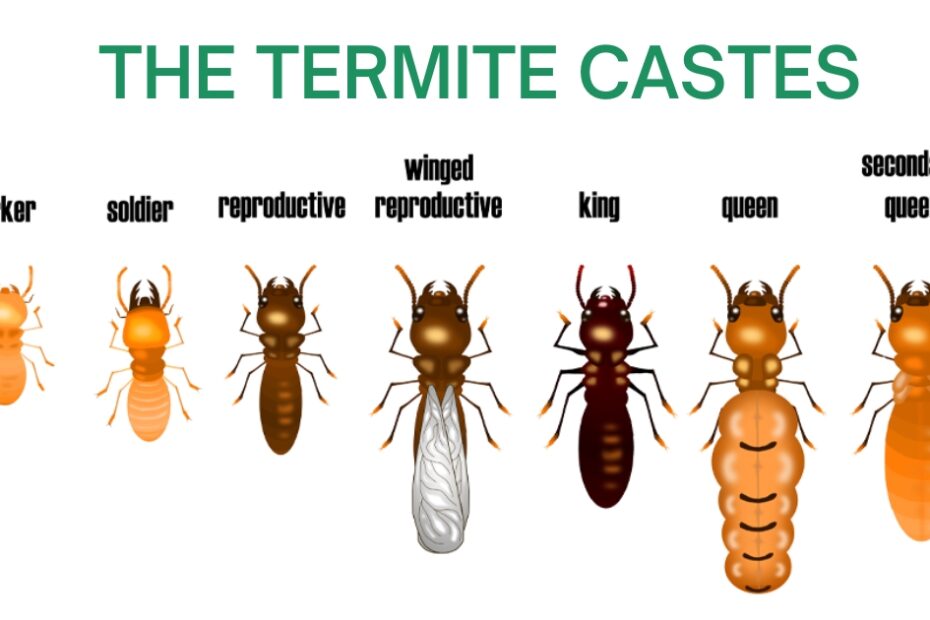 Termite castes
